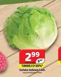 Delfin Sałata lodowa oferta