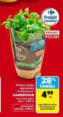 Carrefour Mięta ogrodowa w doniczce polska Carrefour oferta