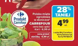 Carrefour Mięta ogrodowa w doniczce Carrefour oferta