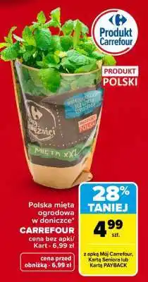 Carrefour Polska mięta ogrodowa w doniczce oferta