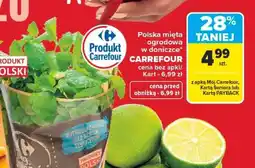 Carrefour Polska mięta ogrodowa w doniczce oferta