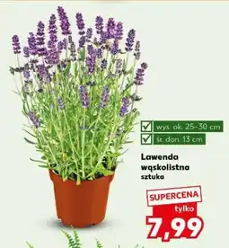 Kaufland Lawenda wąskolistna Sztuka oferta