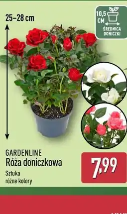 ALDI GARDENLINE Róża doniczkowa oferta