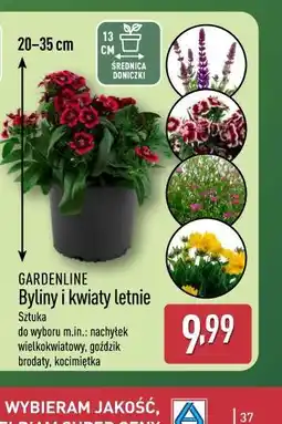 ALDI GARDENLINE Byliny i kwiaty letnie oferta