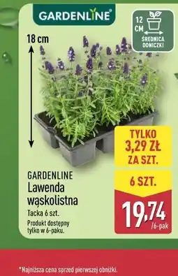 ALDI GARDENLINE Lawenda wąskolistna oferta