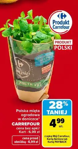 Carrefour Mięta w doniczce Carrefour Targ Świeżości oferta