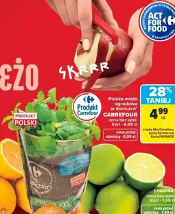 Carrefour Polska mięta ogrodowa w doniczce CARREFOUR oferta