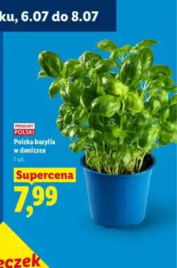 Lidl Polska bazylia w doniczce Ryneczek Lidla oferta