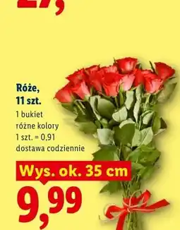 Lidl Róże 11-pak oferta
