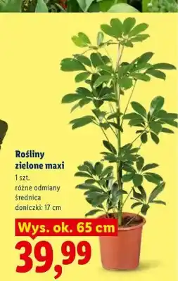 Lidl Rośliny zielone maxi oferta