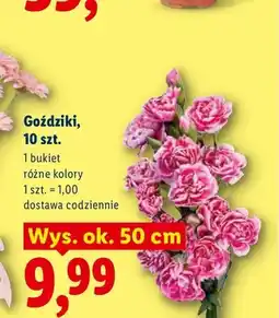 Lidl Goździki 10-pak oferta