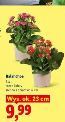 Lidl Kalanchoe oferta