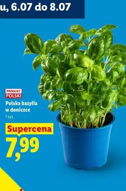 Lidl Polska bazylia w doniczce oferta