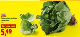 Lidl Polska sałata masłowa z korzeniem oferta