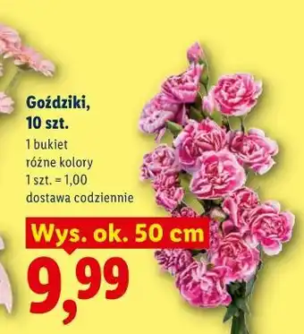 Lidl Goździki, 10 szt oferta