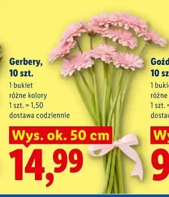 Lidl Gerbery, 10 szt oferta