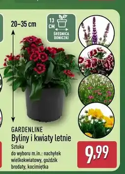 ALDI Byliny i kwiaty letnie Gardenline oferta
