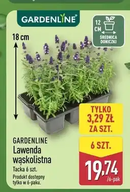 ALDI Lawenda wąskolistna Gardenline 6-pak oferta