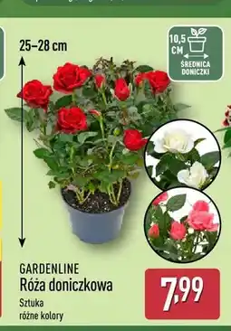 ALDI Róża doniczkowa Gardenline oferta