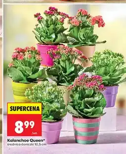 Biedronka Kalanchoe Queen oferta
