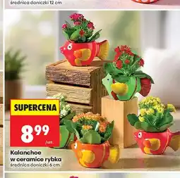 Biedronka Kalanchoe w ceramice rybka oferta