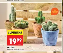 Biedronka Kaktus oferta