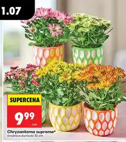 Biedronka Chryzantema supreme oferta