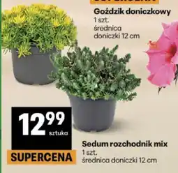 Delikatesy Centrum Sedum rozchodnik mix oferta