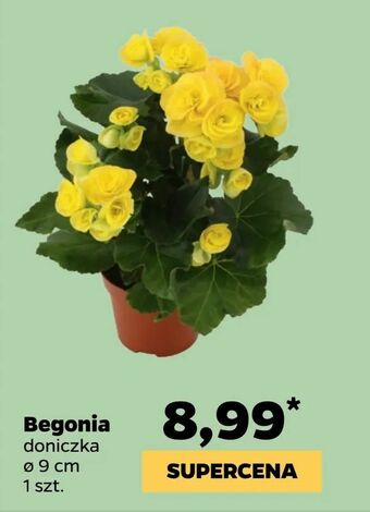Netto Begonia oferta