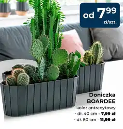 Mrówka Doniczka oferta