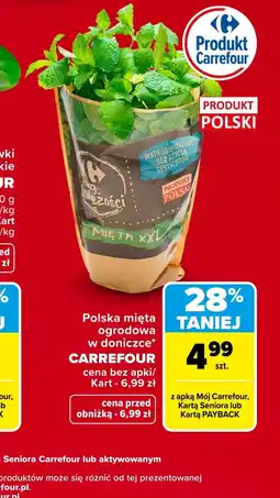 Carrefour Mięta Carrefour oferta