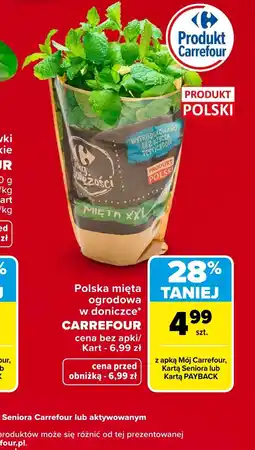 Carrefour Market Mięta Carrefour oferta