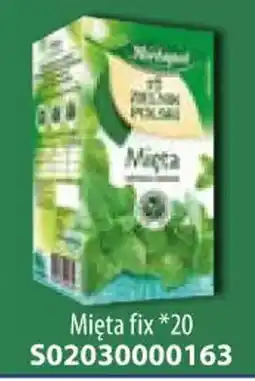 AT Mięta fix oferta