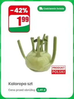 Dino Kalarepa polska oferta