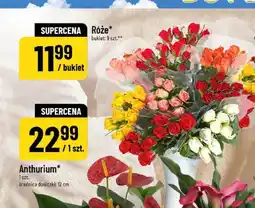Polomarket Róże oferta