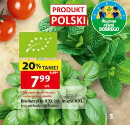 Auchan Bio bazylia XXL lub mięta XXL oferta