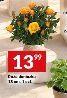 Twój Market Róża doniczka 13 cm oferta
