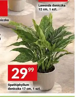 Twój Market Spathiphyllum doniczka 17 cm oferta