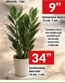 Twój Market Zamioculcas doniczka 14 cm oferta