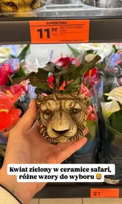Biedronka Kwiat zielony w ceramice Safari oferta