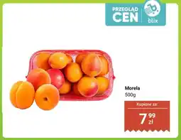 Dino Morela świeża oferta