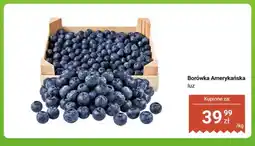 Dino Borówka Amerykańska luz oferta