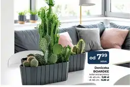 Mrówka Doniczka Boardee dł. 60 cm oferta
