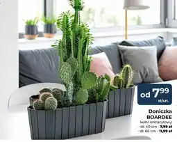 Mrówka Doniczka BOARDEE oferta
