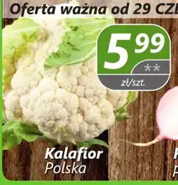 Społem Kalafior Polska oferta