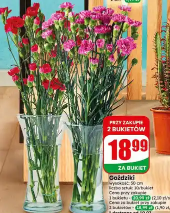 Dino Goździki oferta
