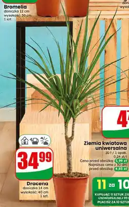 Dino Dracena oferta
