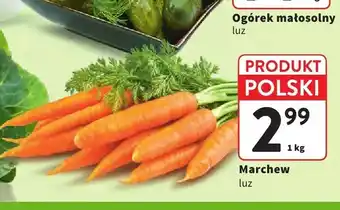 Intermarche Marchew oferta
