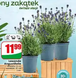 Dino Lawenda Angustifolia doniczka 12 cm oferta