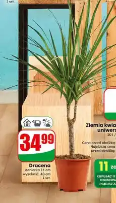 Dino Dracena doniczka 14 cm oferta